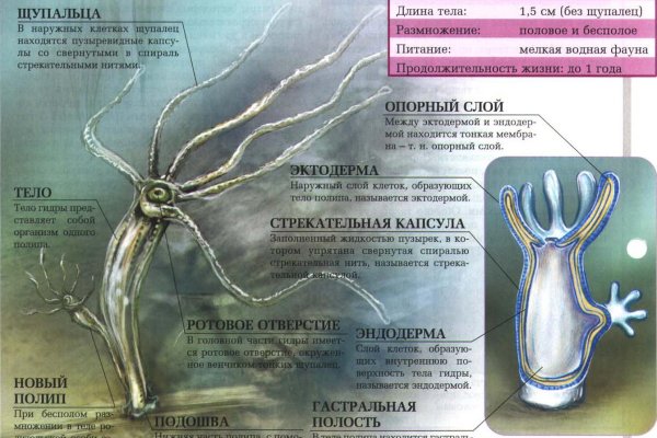 Кракен тгк